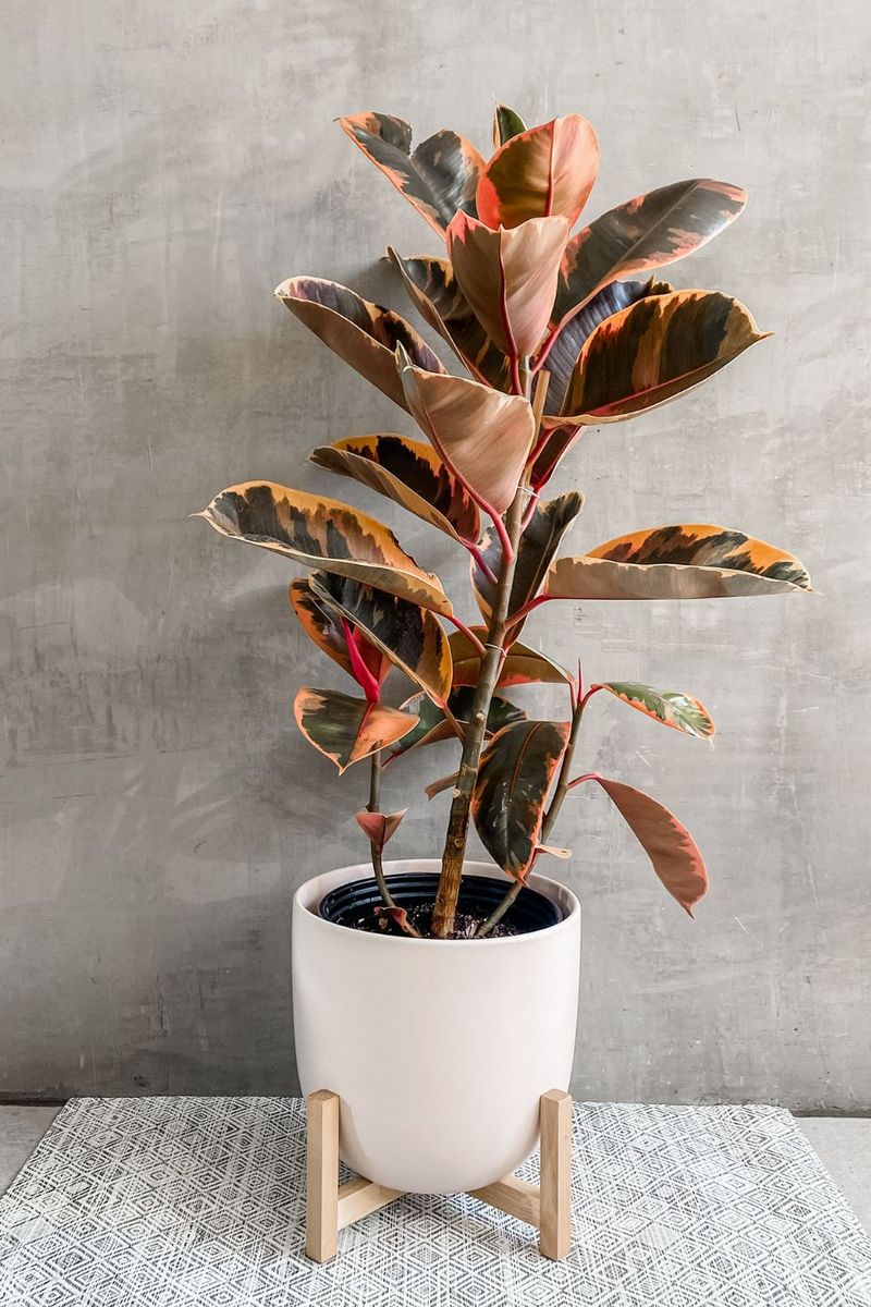 Rubber Plant