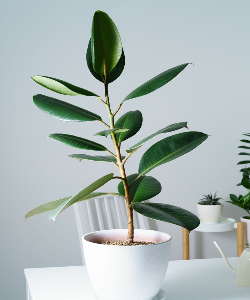 Rubber Plant (Garden Struggle)