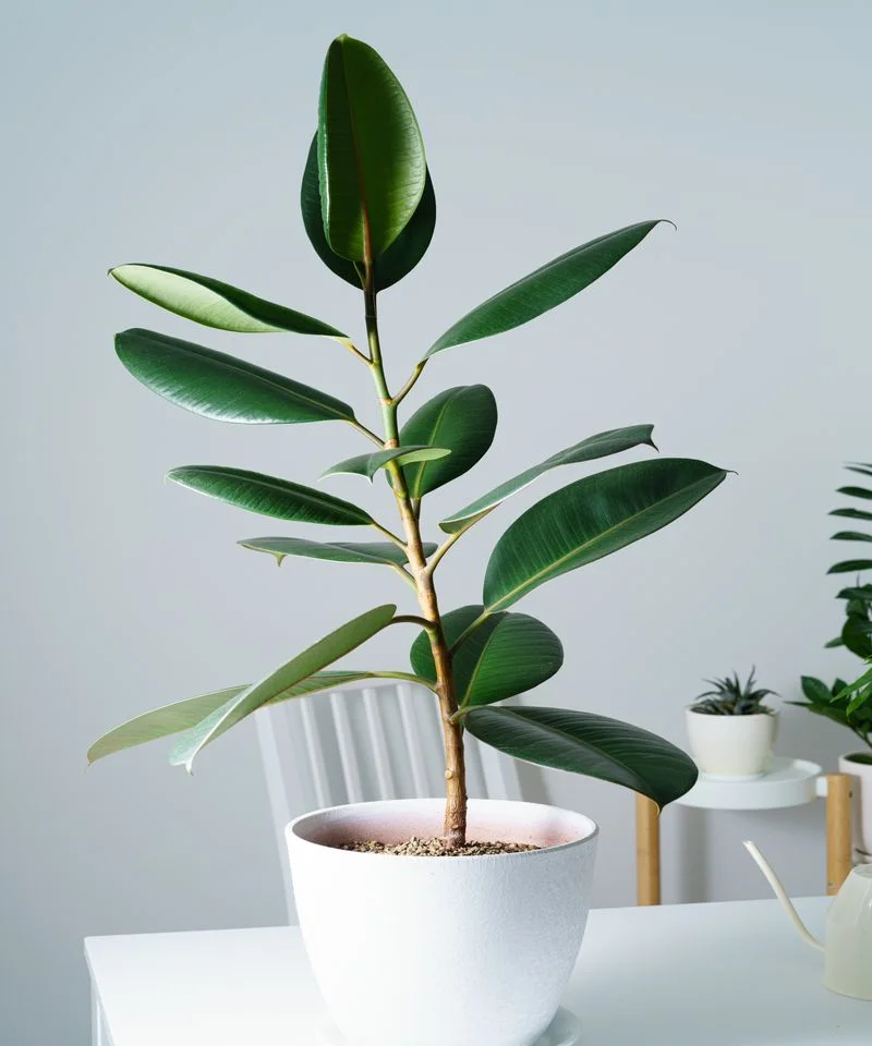 Rubber Plant (Garden Struggle)