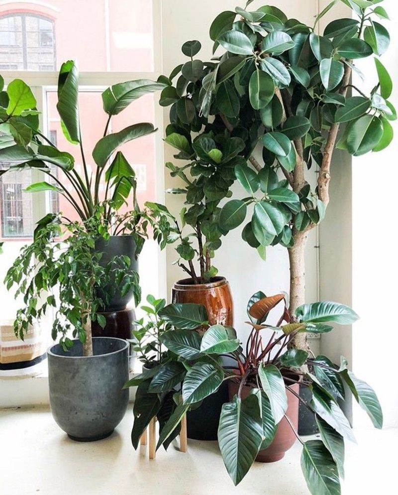 Rubber Plant and Bird of Paradise