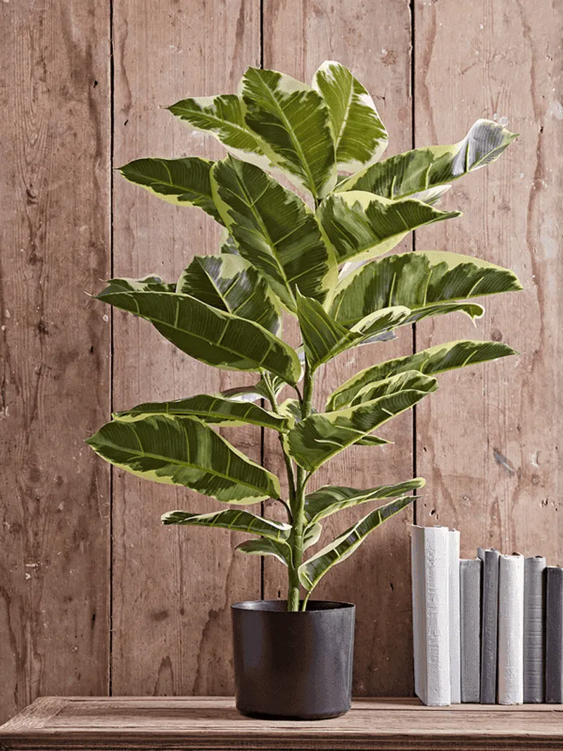Rubber Plant