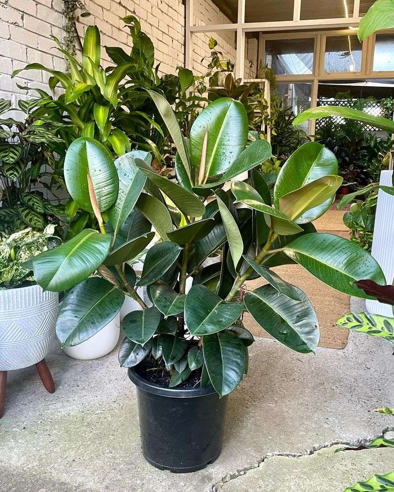 Rubber Tree