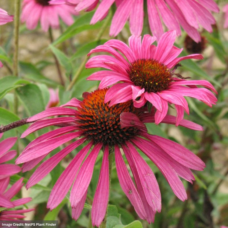 Ruby Star Coneflower