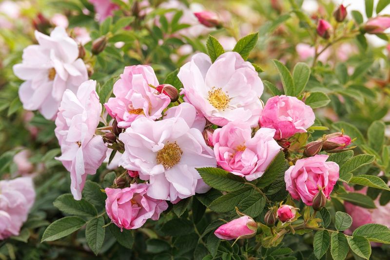 Rugosa Rose