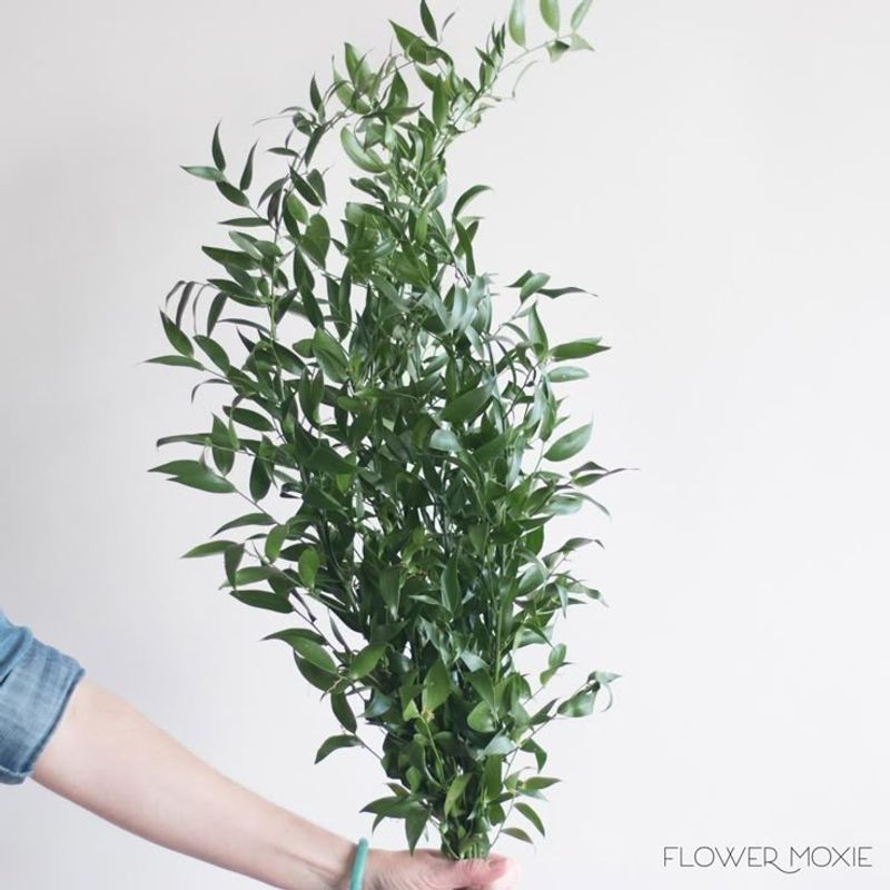 Ruscus
