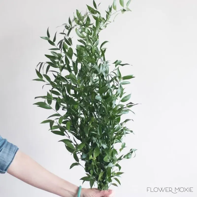 Ruscus