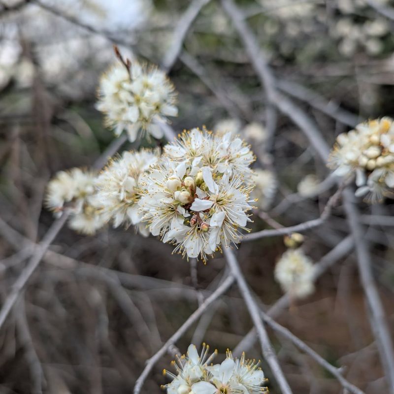 Russian Olive