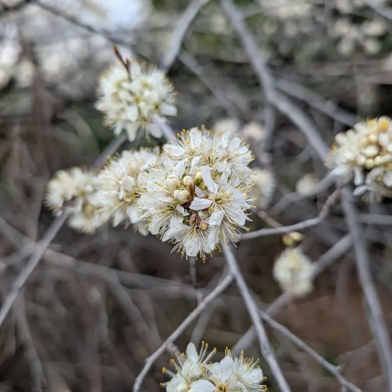 Russian Olive