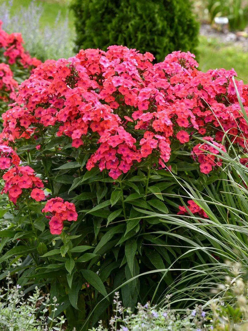 Phlox
