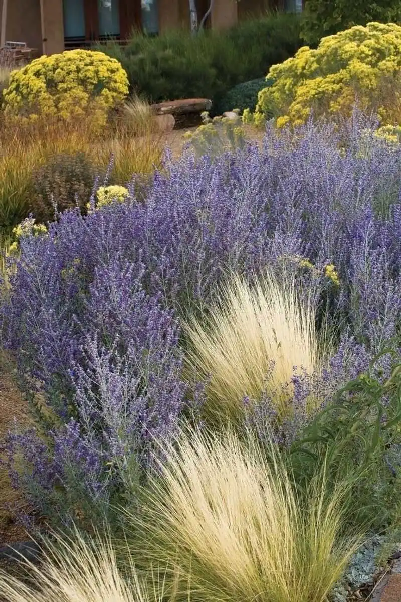 Russian Sage
