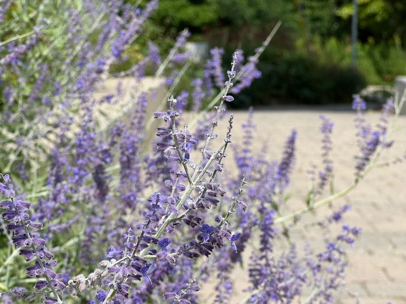 Russian Sage