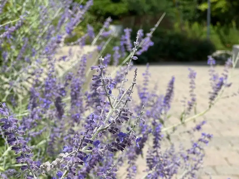Russian Sage