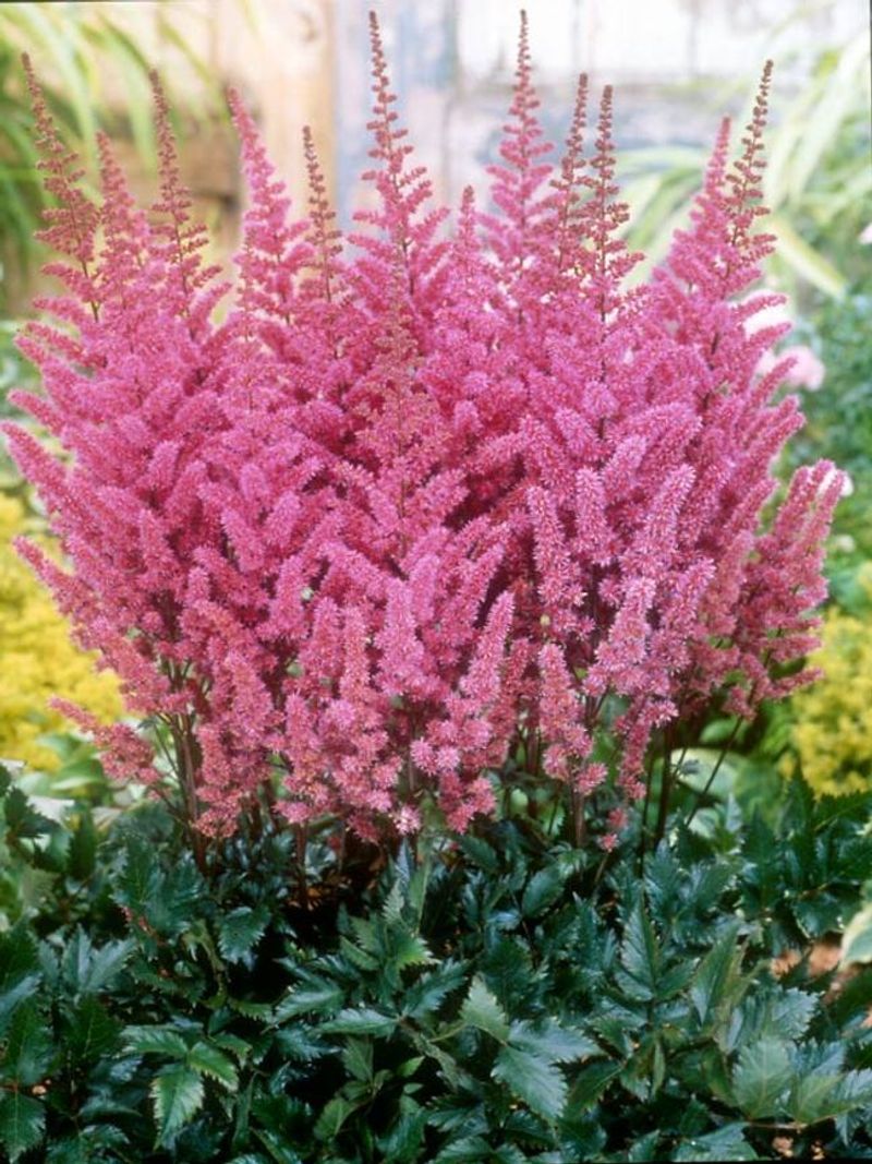 Astilbe