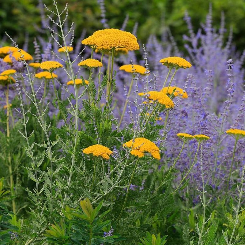Russian Sage