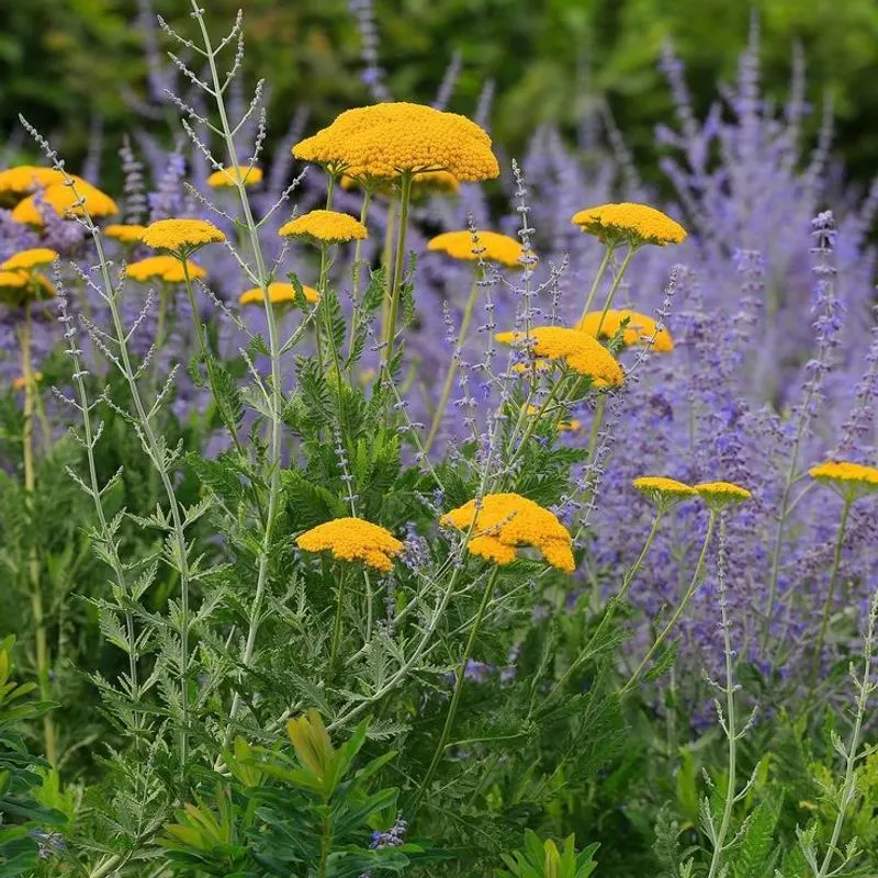 Russian Sage