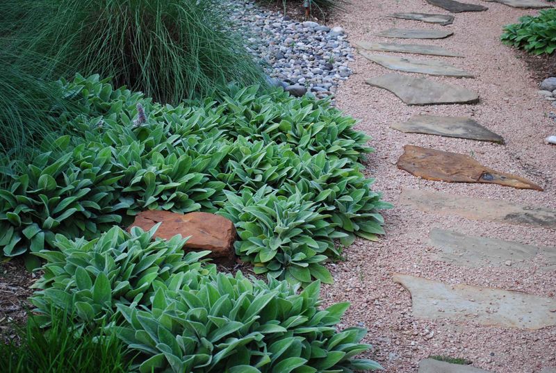 Lamb's Ear