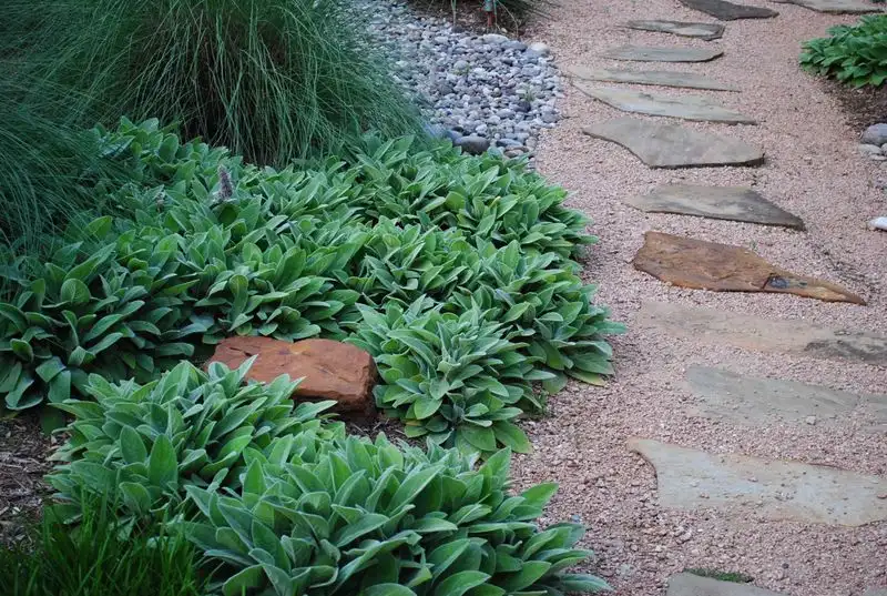 Lamb's Ear