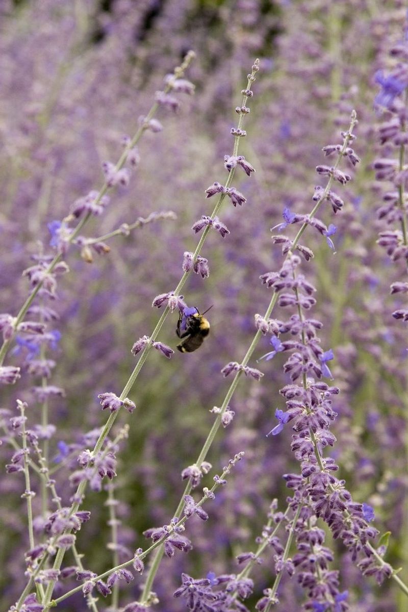 Russian Sage