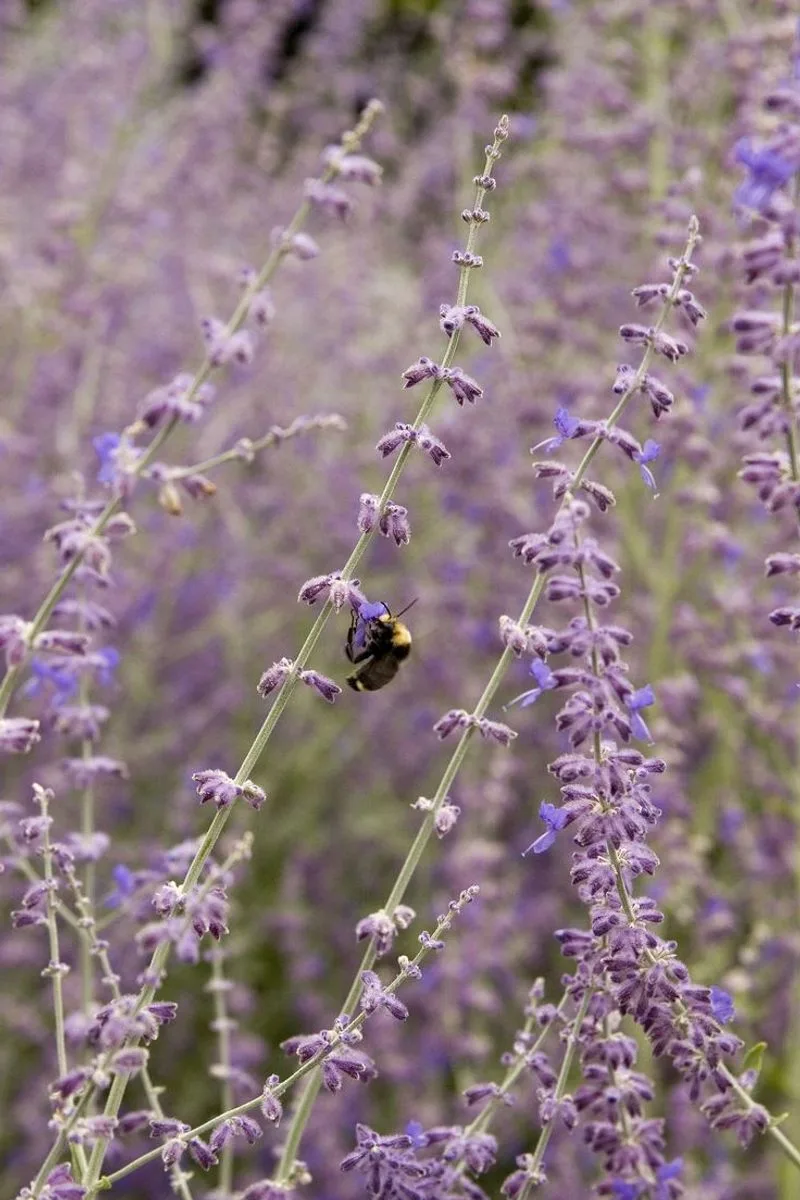 Russian Sage