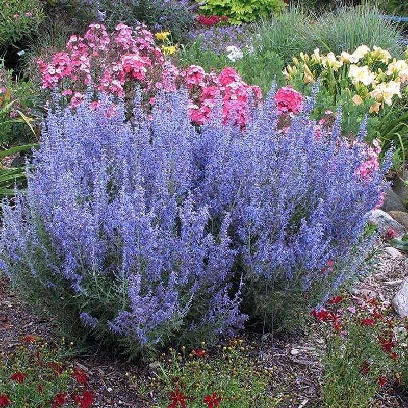 Russian Sage