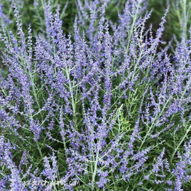 Russian Sage