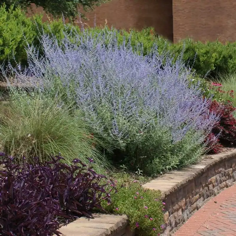 Russian Sage