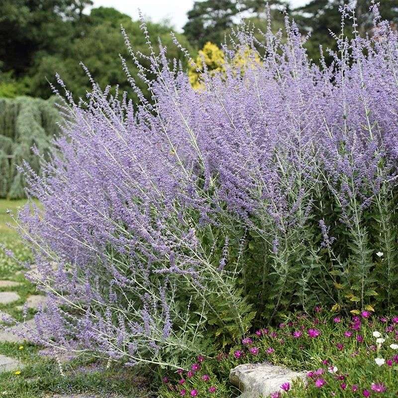 Russian Sage (Perovskia atriplicifolia)