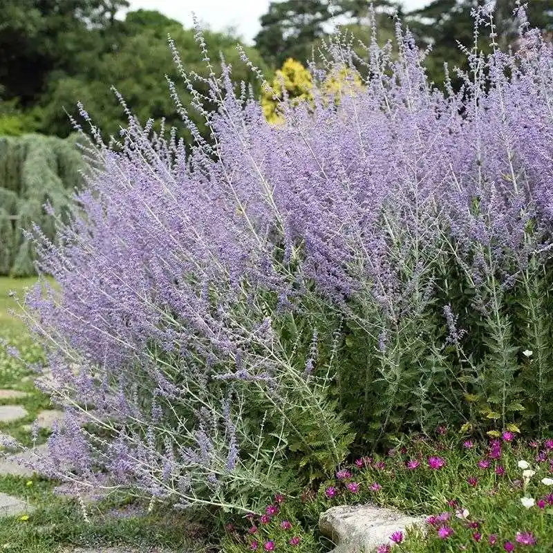 Russian Sage (Perovskia atriplicifolia)