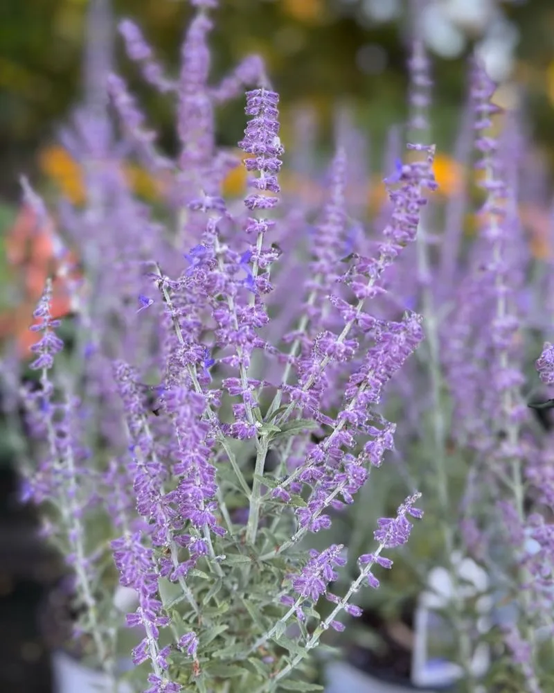 Russian Sage (Perovskia atriplicifolia)