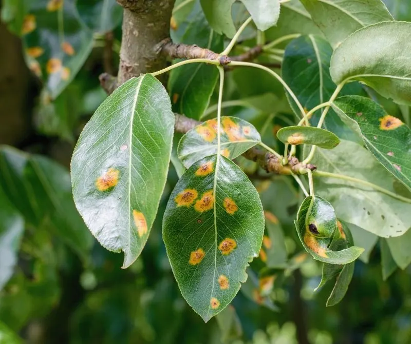 Rust Disease
