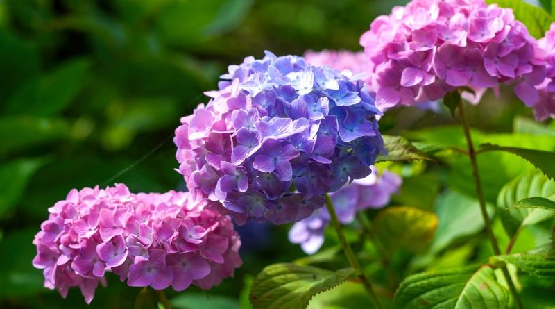 Rusty Nail for Hydrangea Color