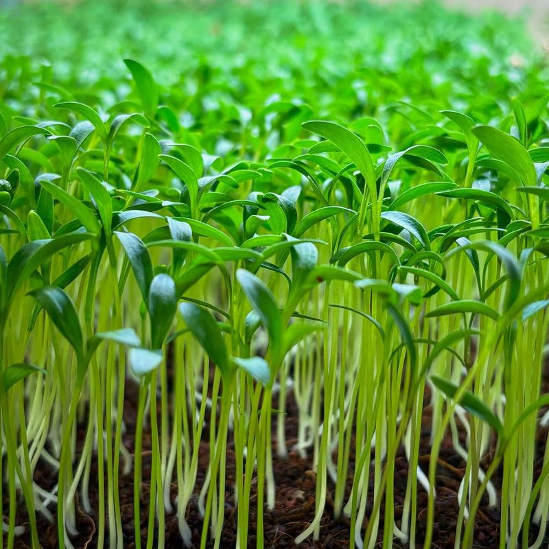 Rye Microgreens