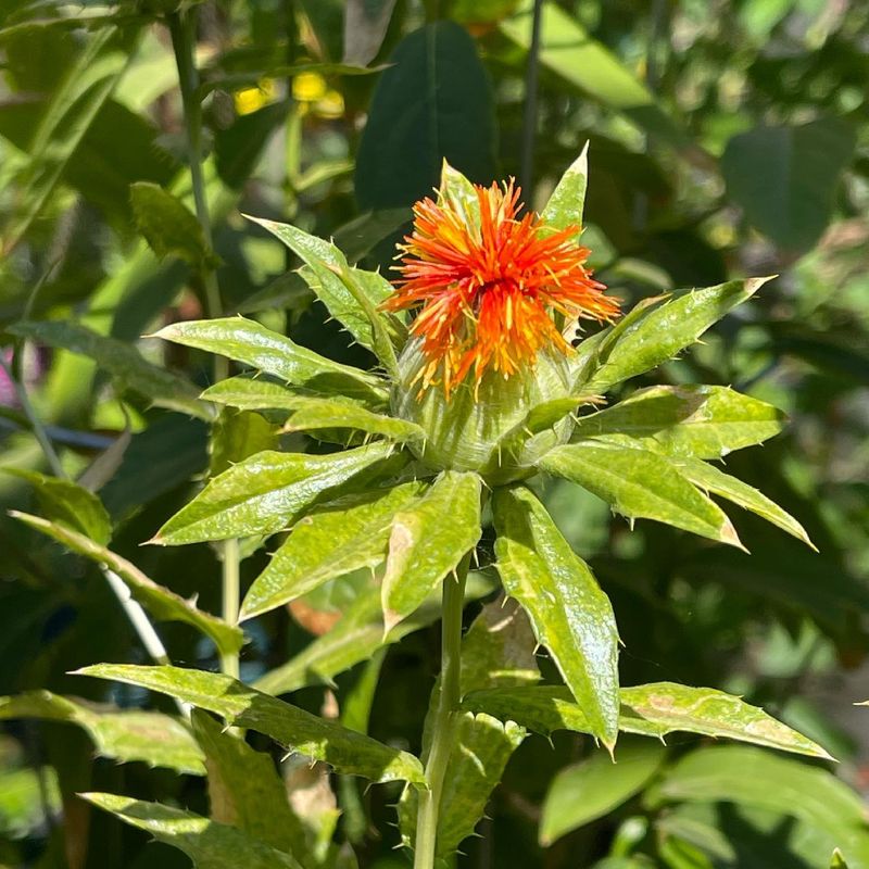 Safflower