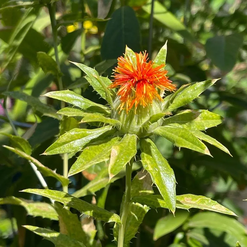 Safflower