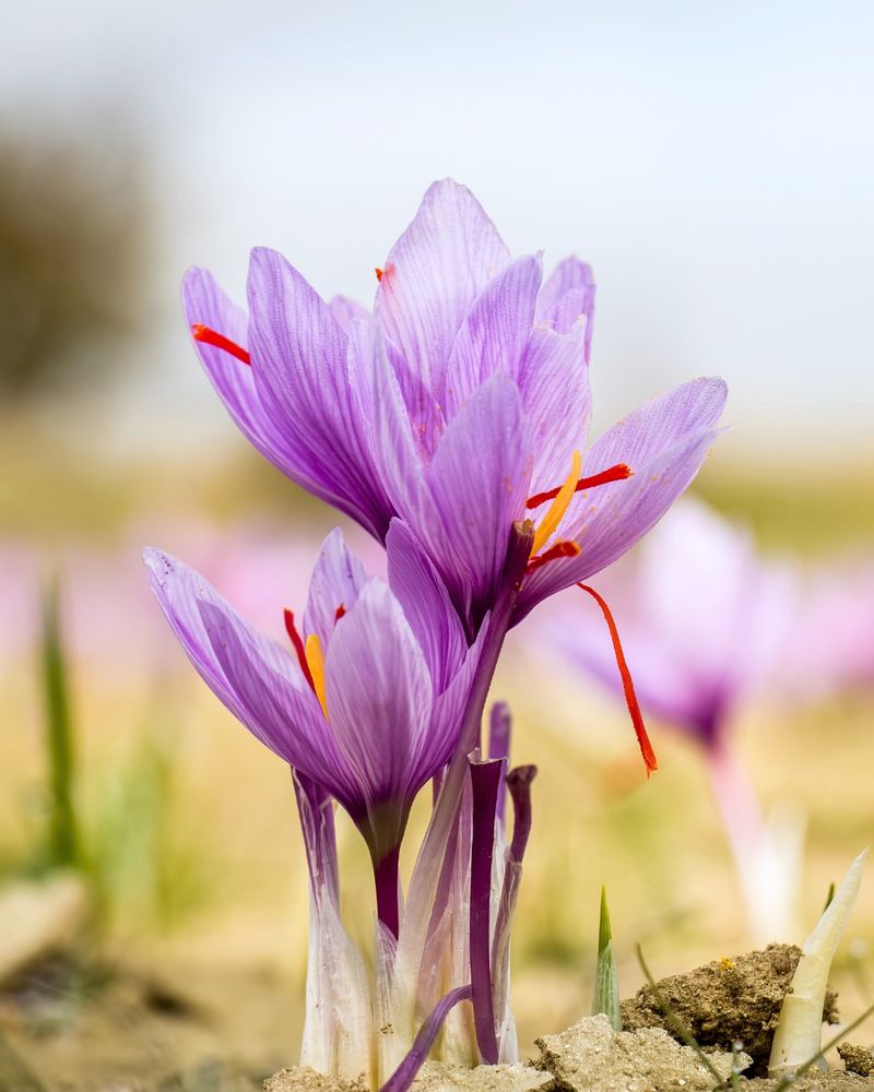 Saffron Crocus