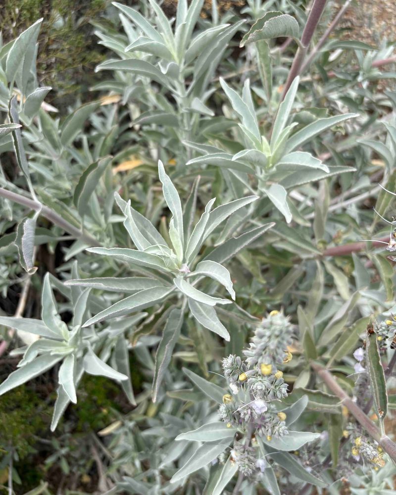 Sage