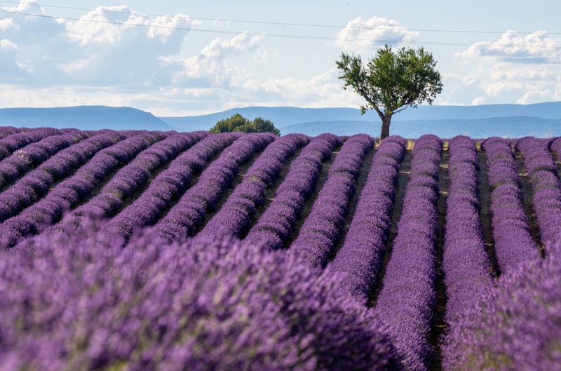 Lavender