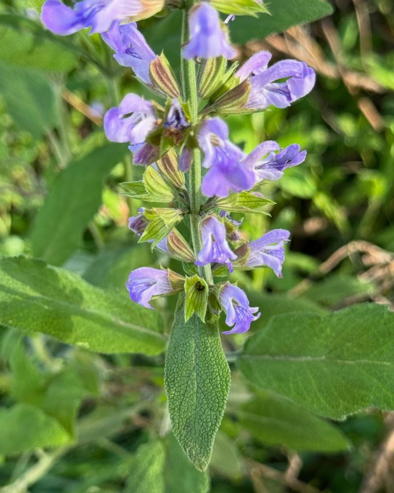 Sage