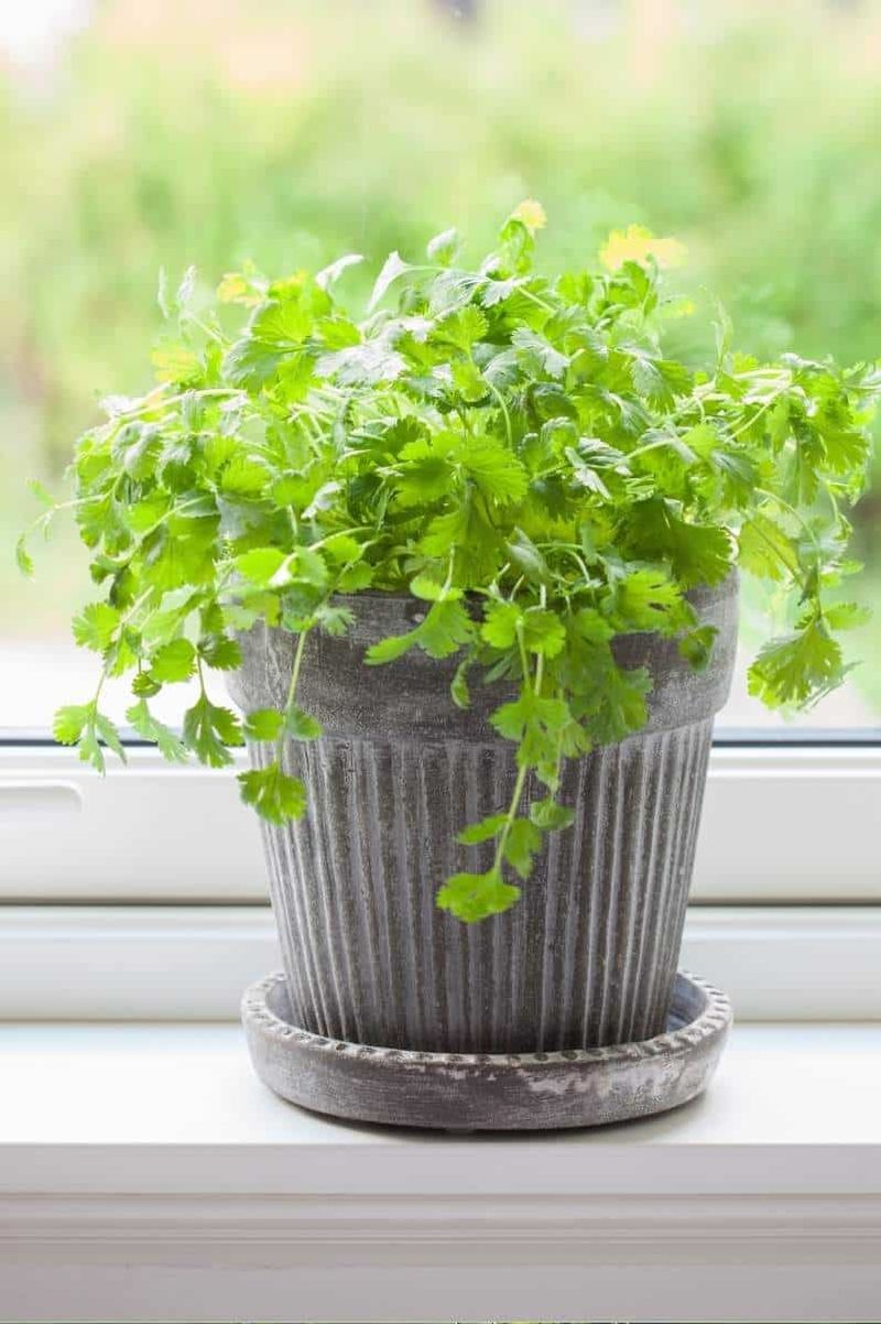 Cilantro