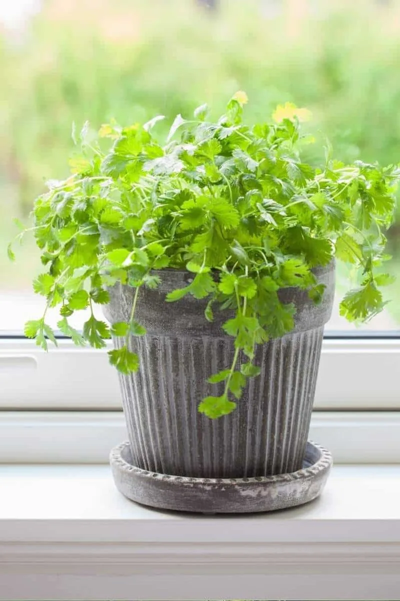Cilantro