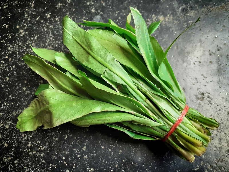 Culantro