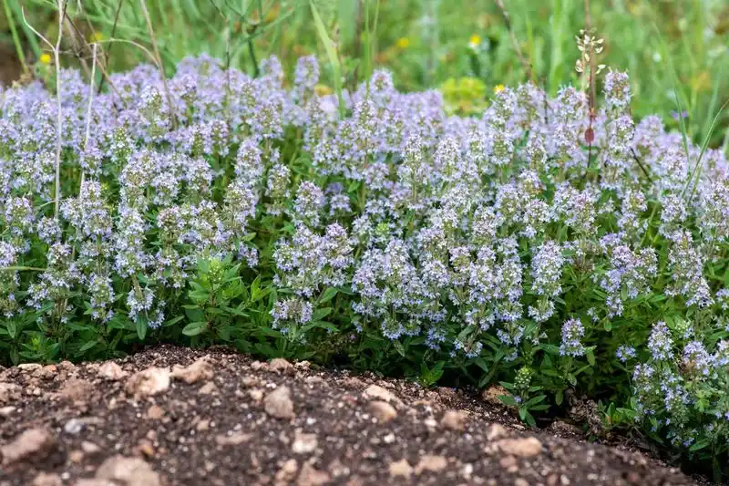 Thyme