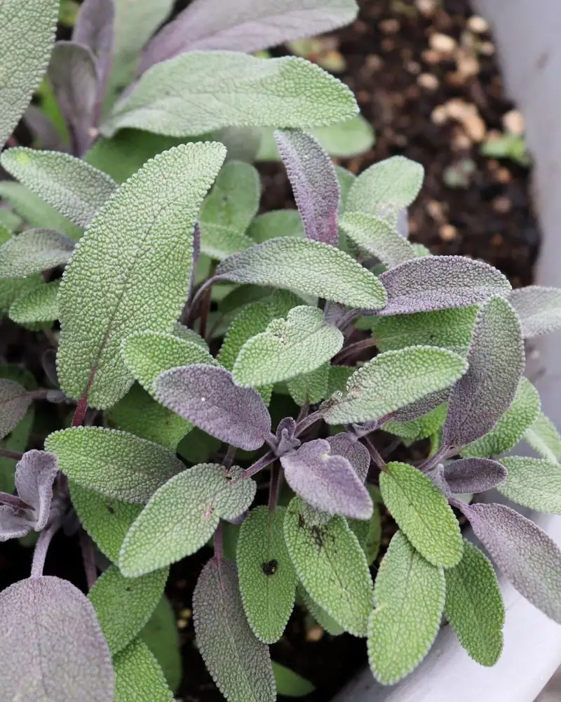 Sage
