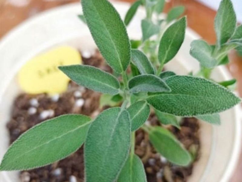 Sage