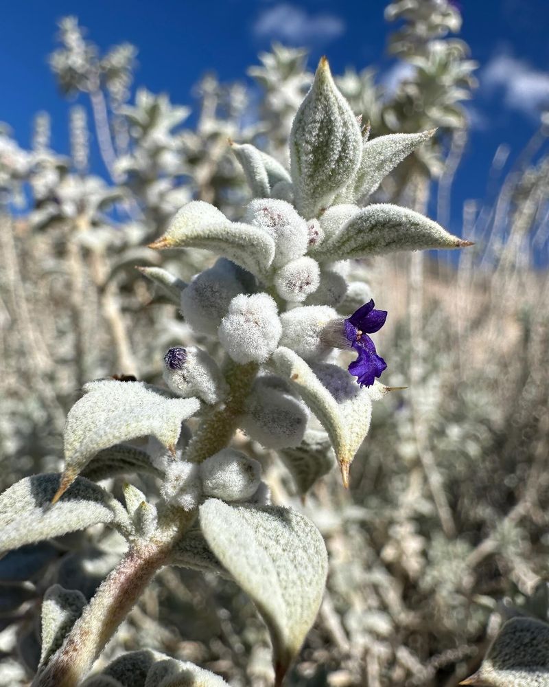 Sage