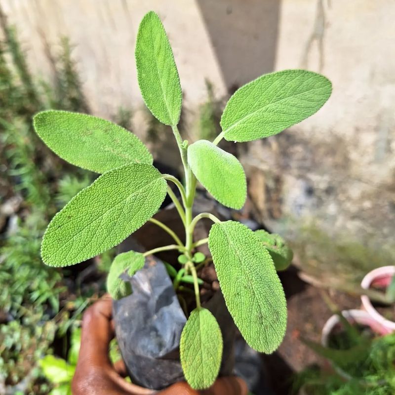 Sage