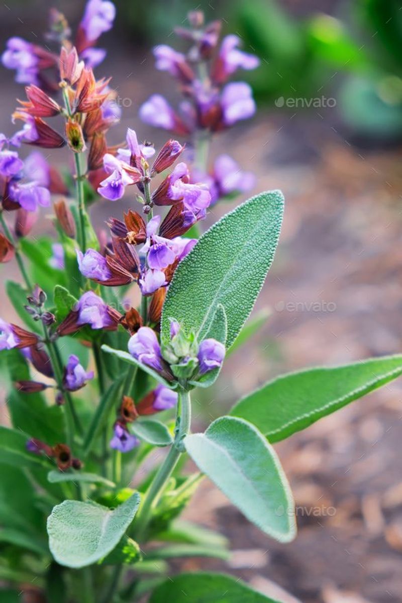 Sage