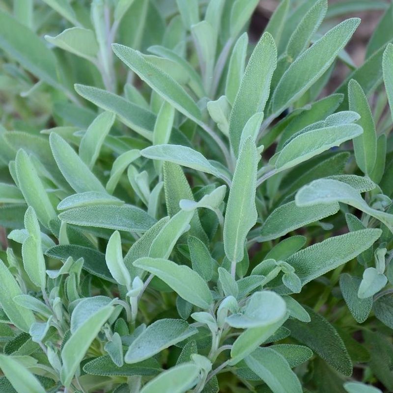 Sage