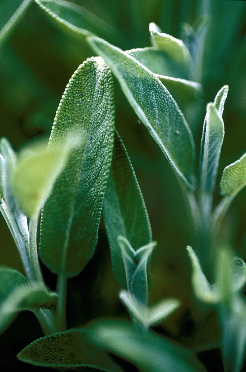 Sage