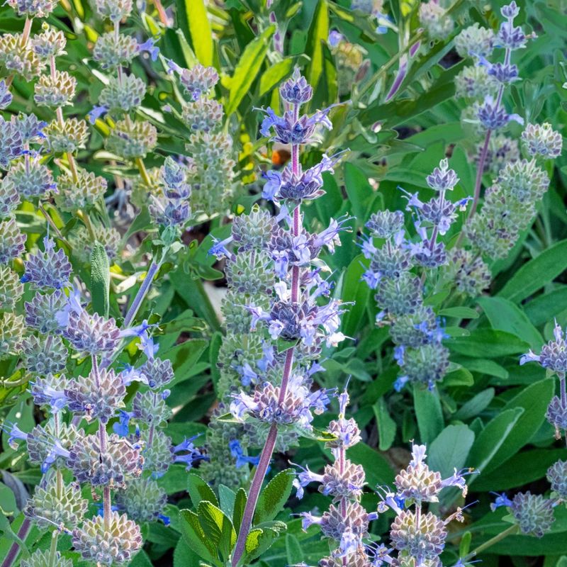 Sage
